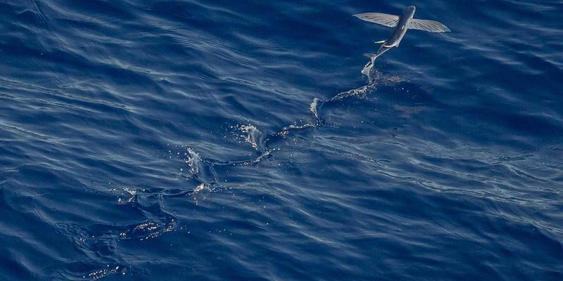 从影评到马尚电影：Cult电影文化如何塑造银幕经典与粉丝经济