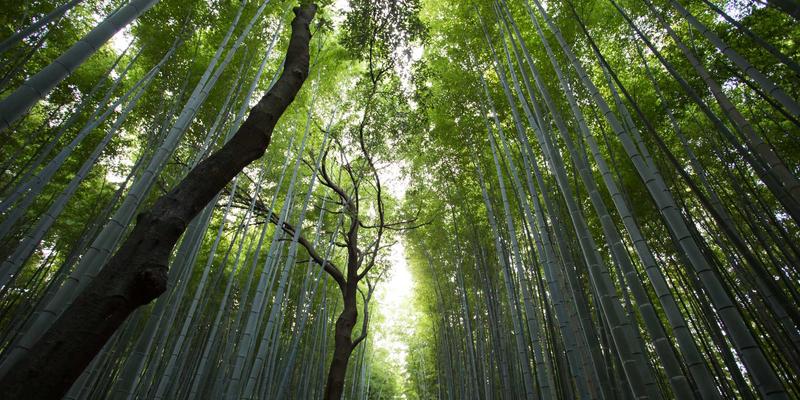 《电影13》:马尚导演的颠覆性实验,一场关于人性的极限拷问