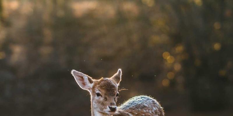 《电影54》：票房黑马背后的影评争议与行业启示
